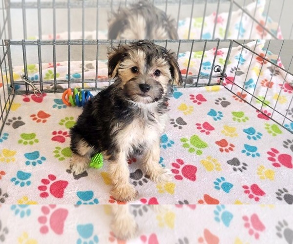 Medium Photo #7 Morkie Puppy For Sale in ORO VALLEY, AZ, USA