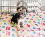 Small #6 Morkie