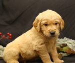 Puppy Jolly Golden Retriever