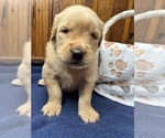 Small #9 Golden Retriever