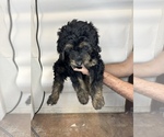Small Photo #8 Goldendoodle Puppy For Sale in BRKN ARW, OK, USA