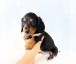 Small #10 Dachshund