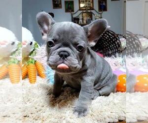 French Bulldog Puppy for sale in BOSTON, KY, USA