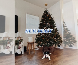 Border Collie-Miniature American Shepherd Mix Puppy for sale in MOUNTAIN HOME AFB, ID, USA