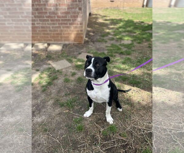 Medium Photo #1 Mutt Puppy For Sale in Euless, TX, USA