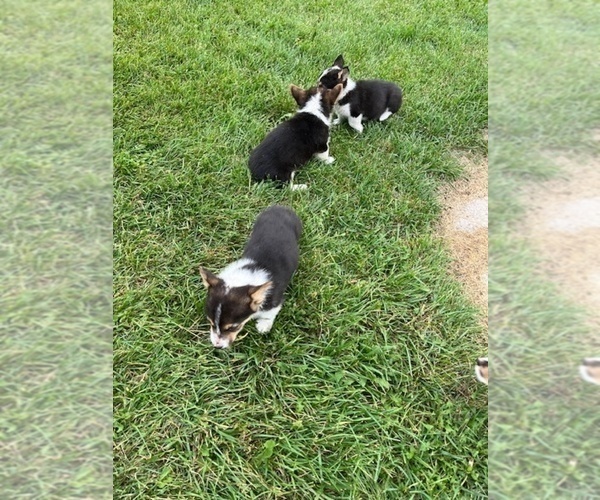 Medium Photo #3 Pembroke Welsh Corgi Puppy For Sale in WATERTOWN, WI, USA