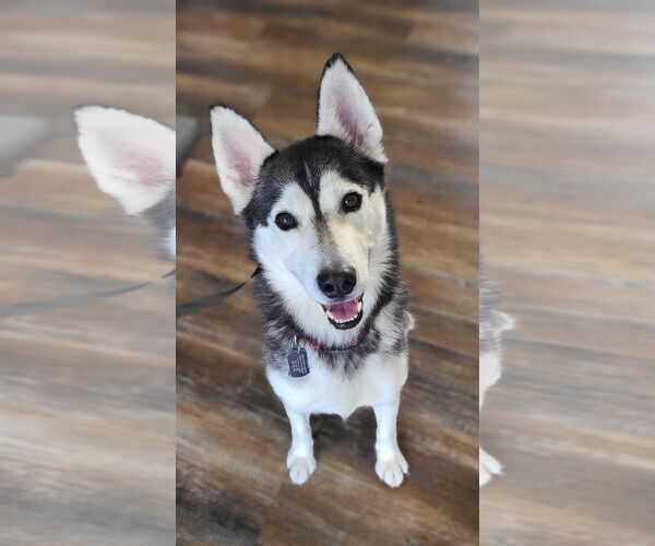 Medium Photo #1 Mutt Puppy For Sale in Shelburne, VT, USA