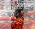 Small #9 Yorkshire Terrier