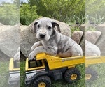 Image preview for Ad Listing. Nickname: Thor