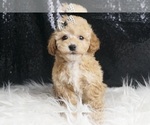 Puppy Max Maltipoo
