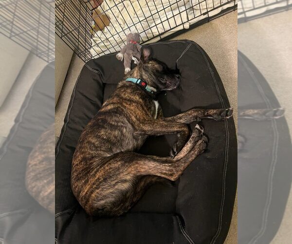 Medium Photo #3 Dutch Shepherd -Unknown Mix Puppy For Sale in Dana Point, CA, USA