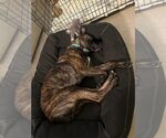 Small #2 Dutch Shepherd  Mix