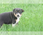 Small Photo #5 Rat Terrier Puppy For Sale in HILLSBORO, WI, USA
