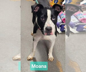 Moana - Female Affenpinscher-Unknown Mix Dog for Adoption - Photo #3