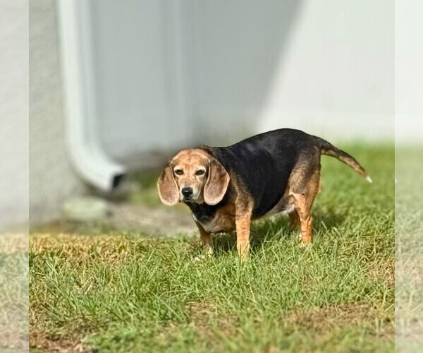 Medium Photo #8 Beagle Puppy For Sale in Dunnellon, FL, USA