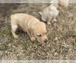 Small #13 Labrador Retriever