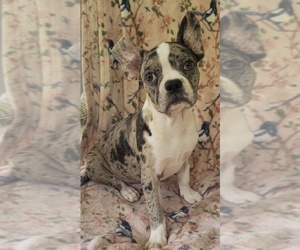 Faux Frenchbo Bulldog Puppy for sale in MINERAL WELLS, WV, USA