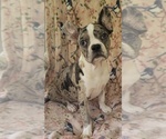Image preview for Ad Listing. Nickname: Harvey