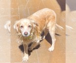 Small #2 Golden Retriever Mix