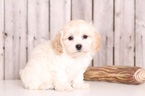Small Photo #1 Poo-Ton Puppy For Sale in MOUNT VERNON, OH, USA