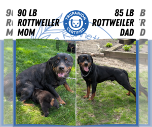 Father of the Rottweiler puppies born on 05/28/2025