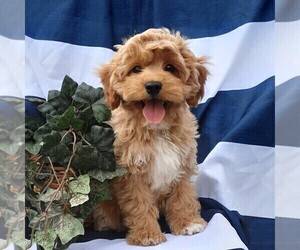 Cavapoo Puppy for sale in THORP, WI, USA