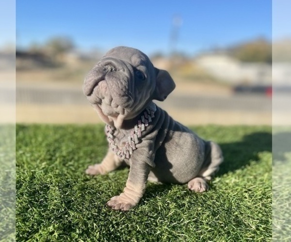 Medium Photo #1 French Bulldog Puppy For Sale in WEST HOLLYWOOD, CA, USA