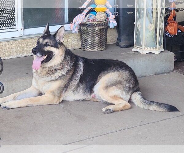 Medium Photo #2 German Shepherd Dog Puppy For Sale in San Jose, CA, USA