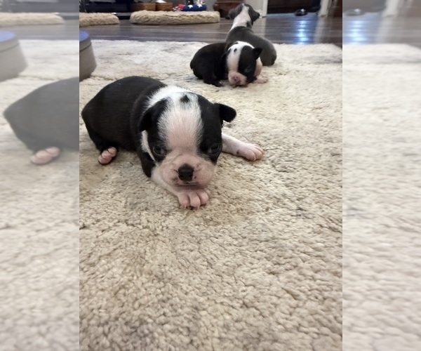 Medium Photo #8 Boston Terrier Puppy For Sale in FREDONIA, KS, USA