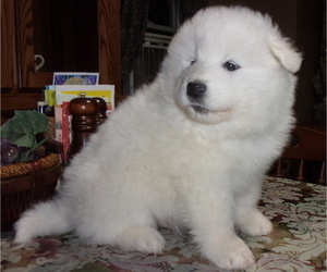 Samoyed Puppy for sale in CASHTON, WI, USA