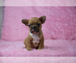 French Bulldog Puppy for sale in LOS ANGELES, CA, USA