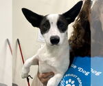 Small #7 Border Collie-Rat Terrier Mix
