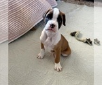 Puppy Aiko Boxer