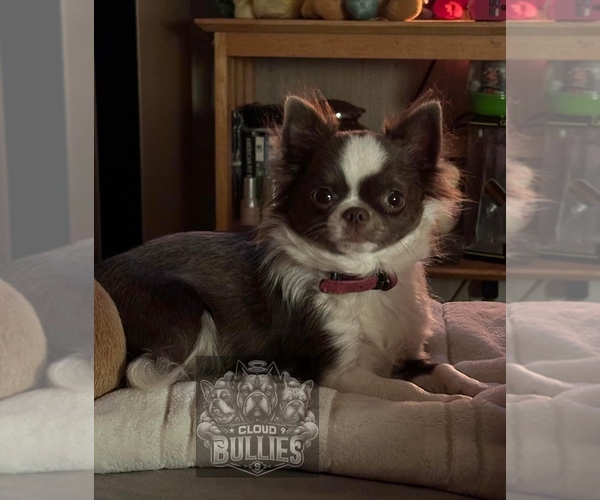 Medium Photo #1 Chihuahua Puppy For Sale in LORIS, SC, USA