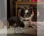 Small Photo #1 Chihuahua Puppy For Sale in LORIS, SC, USA