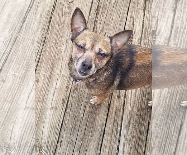 Medium Photo #4 Chihuahua-Unknown Mix Puppy For Sale in Mount Laurel, NJ, USA