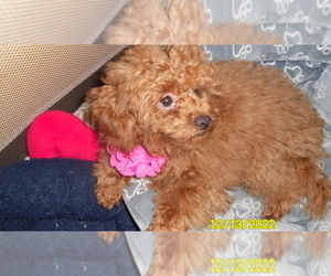 Poodle (Miniature) Puppy for sale in DULUTH, GA, USA