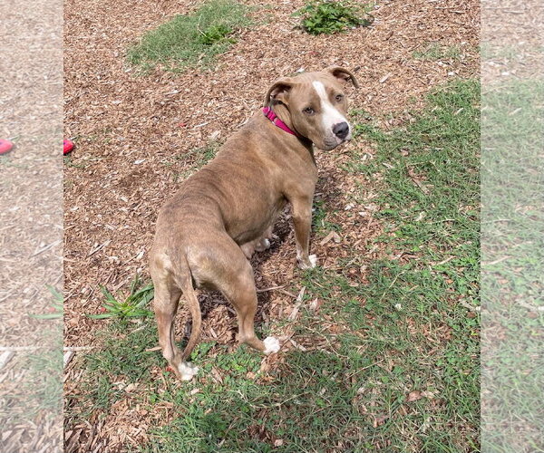 Medium Photo #6 Mutt Puppy For Sale in Rustburg, VA, USA