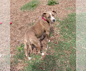 Valley: At shelter - Female Mutt Dog for Adoption - Photo #6