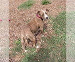 Small Photo #6 Mutt Puppy For Sale in Rustburg, VA, USA