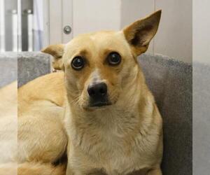 Mutt Dogs for adoption in San Antonio, TX, USA