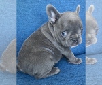 Small Photo #3 French Bulldog Puppy For Sale in MISSOURI CITY, TX, USA