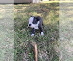 Small #10 Boston Terrier