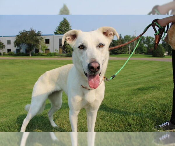 Medium Photo #12 Greyhound-Unknown Mix Puppy For Sale in Minneapolis, MN, USA
