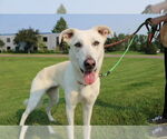 Small #11 Greyhound Mix