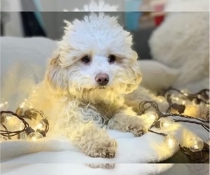 Father of the Goldendoodle (Miniature) puppies born on 05/09/2025