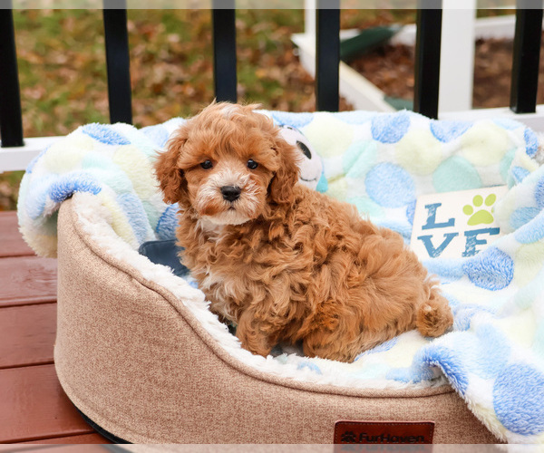 Medium Photo #9 Cavapoo (Miniature) Puppy For Sale in SYRACUSE, IN, USA