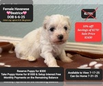 Small Havanese