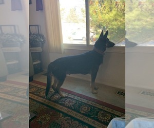 Mother of the German Shepherd Dog puppies born on 08/06/2025