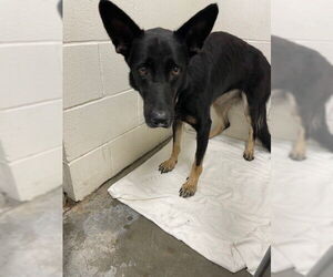 German Shepherd Dog Dogs for adoption in Rosenberg, TX, USA